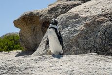 Brillenpinguin (36 von 148).jpg